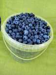 Borówka amerykańska 3kg po 17zł/kg
