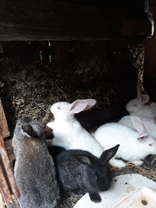 Кролики разных пород