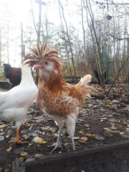 Koguty: fawerola łososiowa, czubatka wielbłądzia