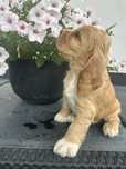 Cocker spaniel angielski