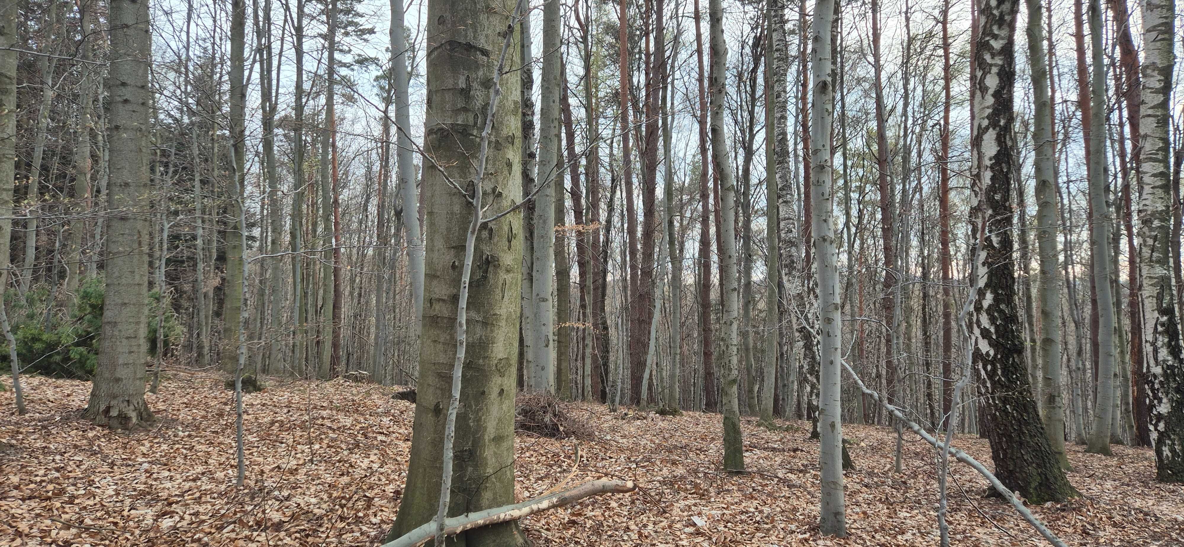 Las na sprzedaż 42 ary  Szufnarowa