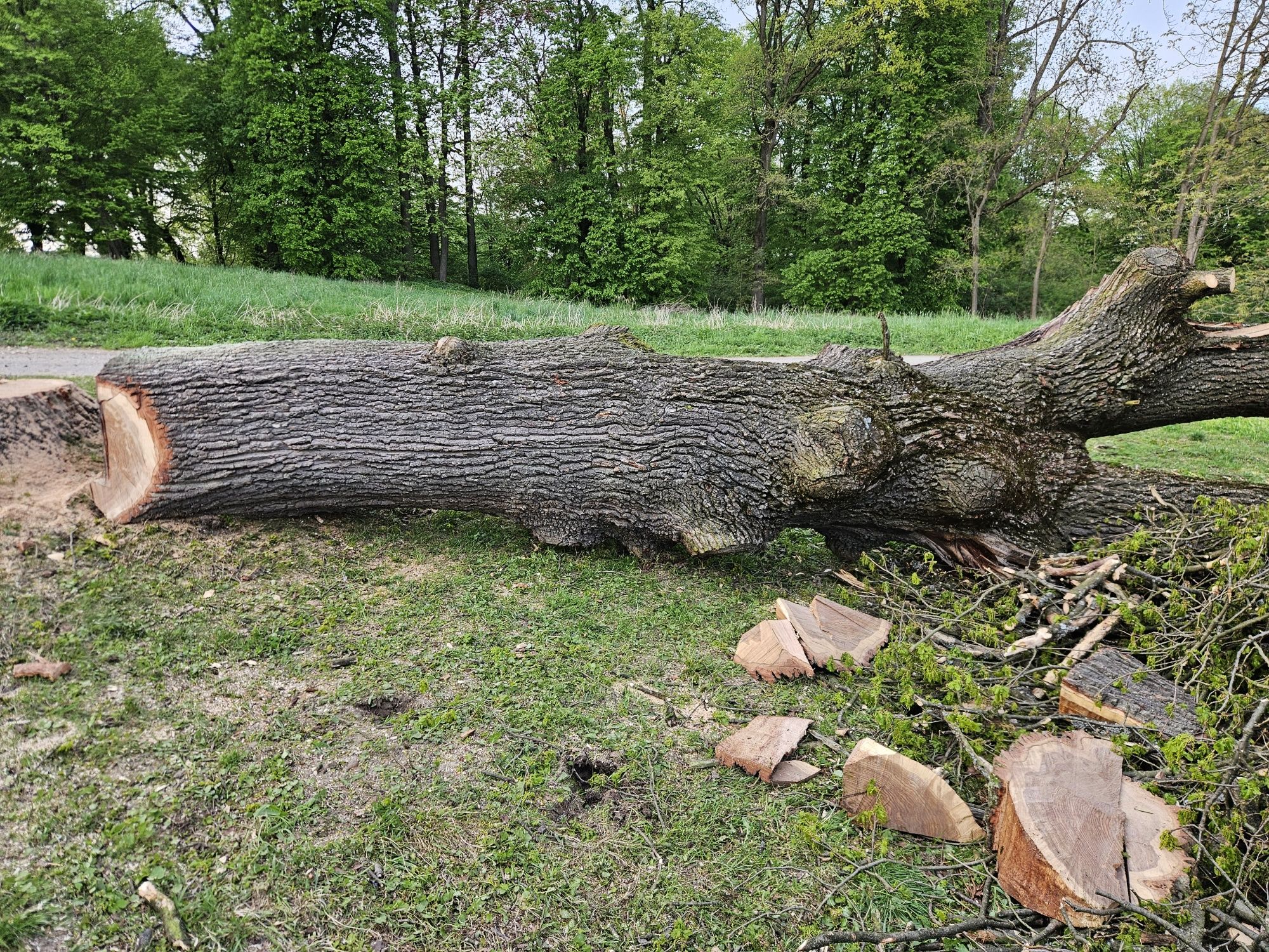 Dąb kłoda dębowa , pień