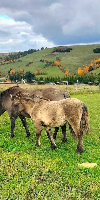Konik polski, klacz, źrebak