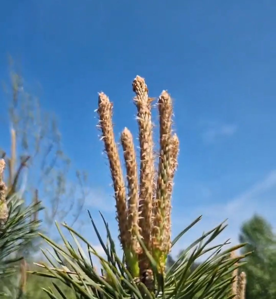 Młode pędy sosny