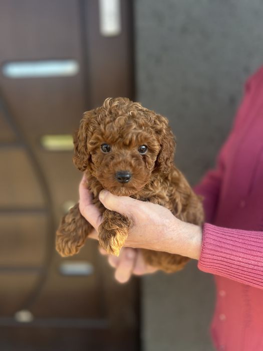 Pudel miniaturowy sunia red brown plowy