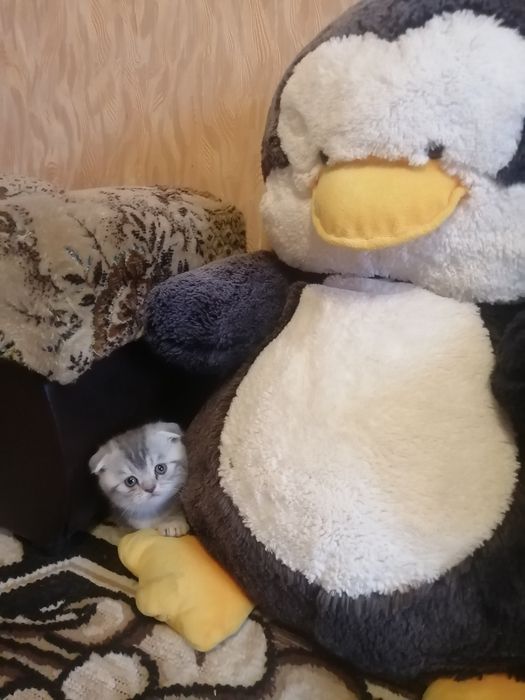 Шотландские девочки