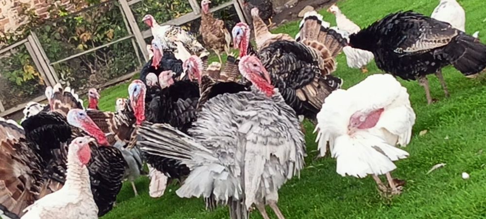 Indyki tuszki i żywe