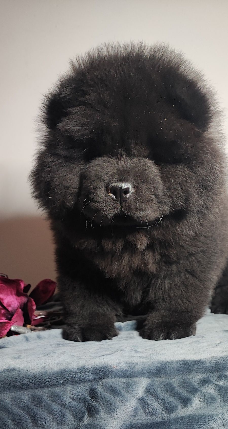 Chow chow szczeniak