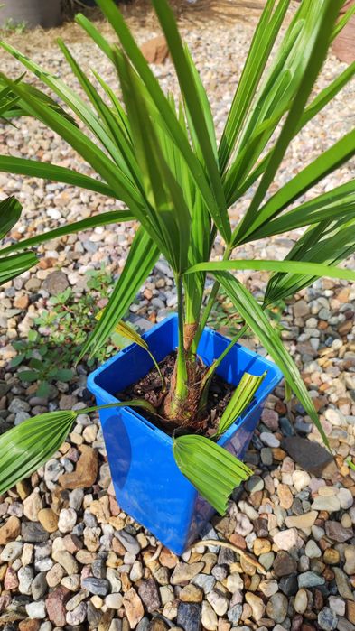 Trachycarpus Bułgaria