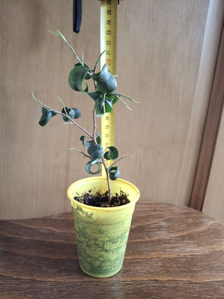 Fikus ficus Benjamina Barok ,Fikus Audrey