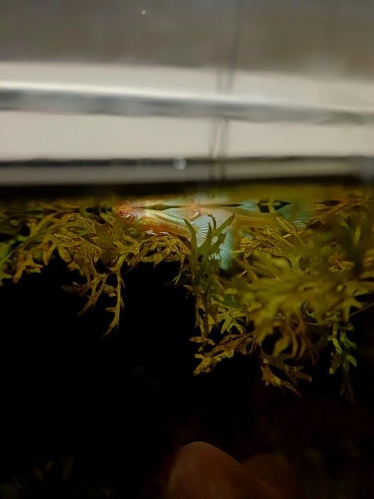 Gupik Albino Full white Platinum (samce)
