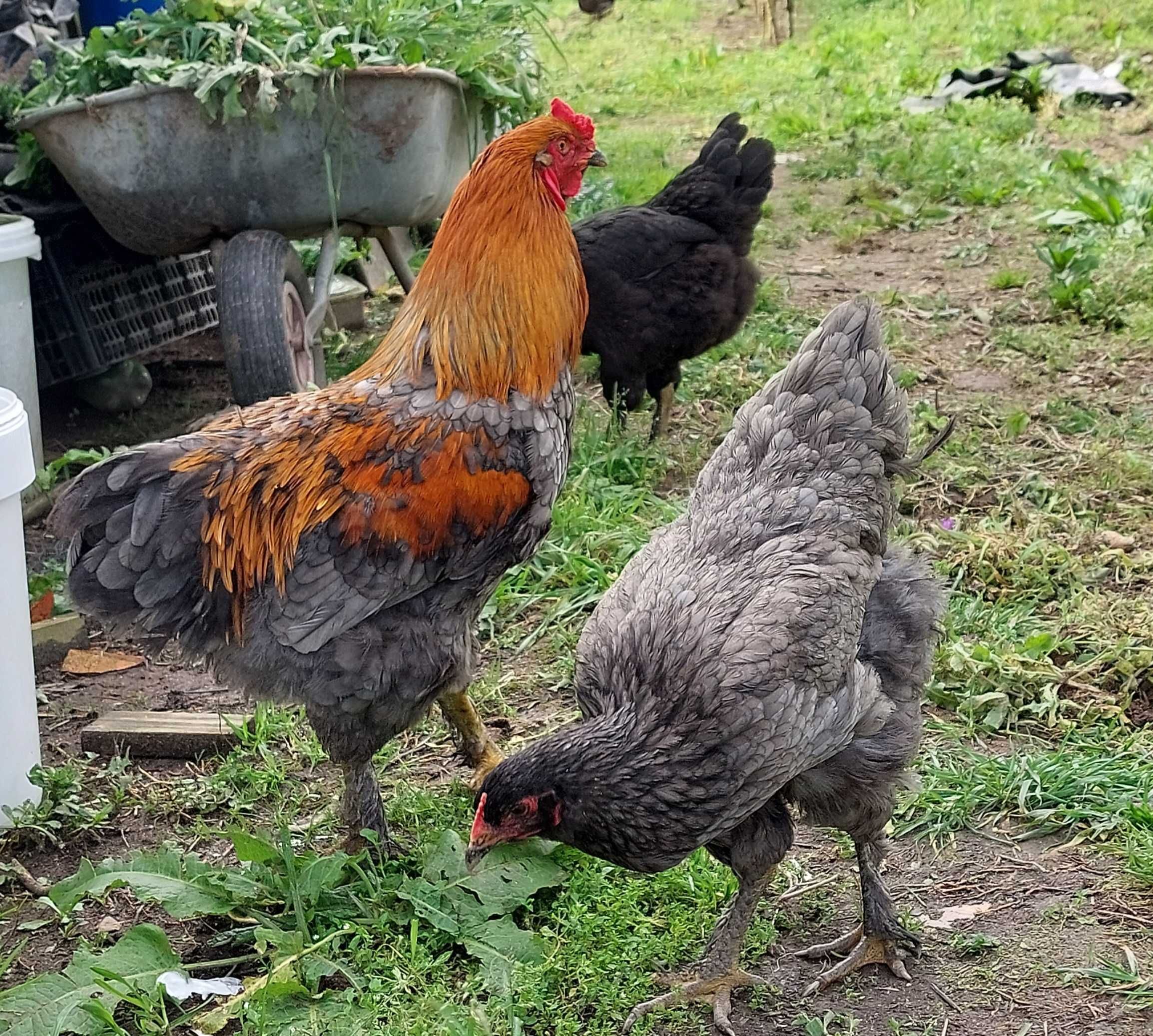 Ovos galados de galinhas