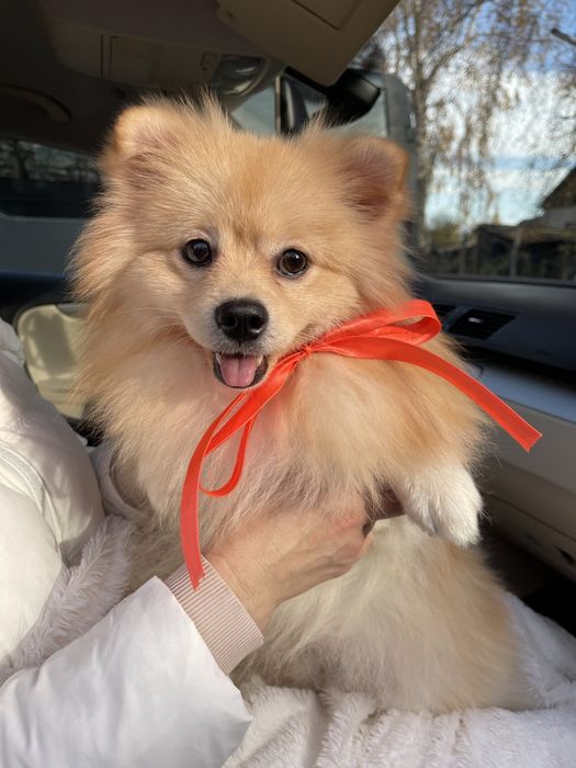 Обіймай і не відпускай  чарівні Померанські шпіци тут!