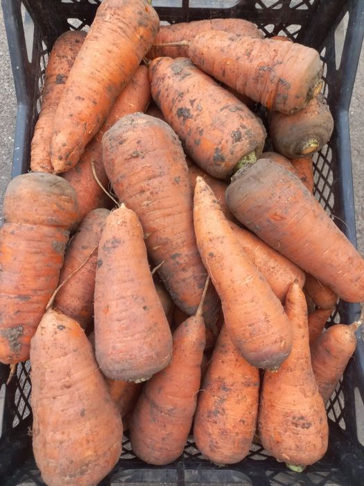 Продам моркву ціна 10грв