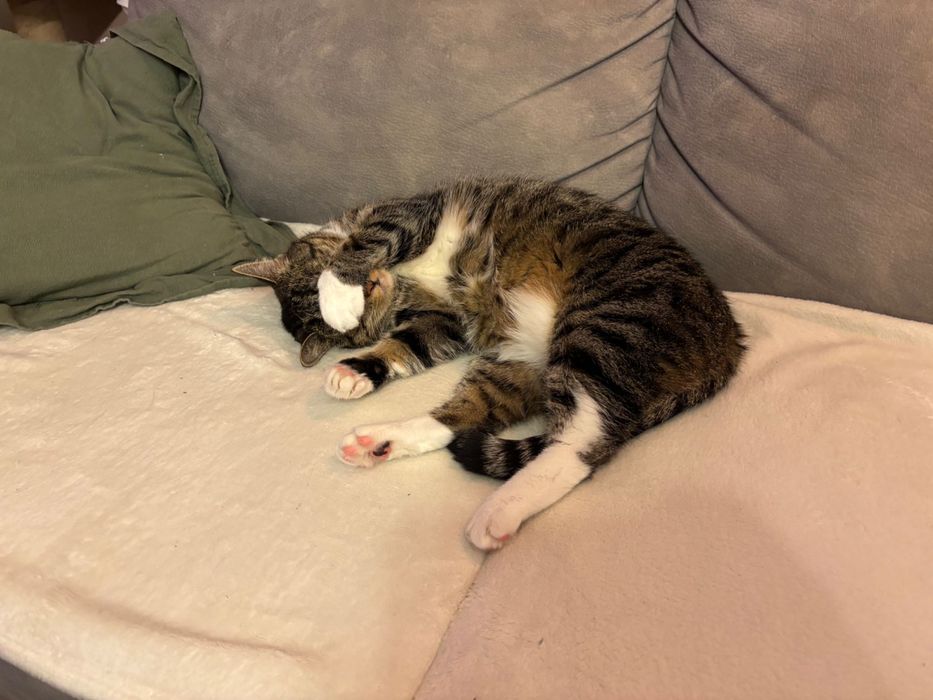 Oddam kotkę w dobre ręce