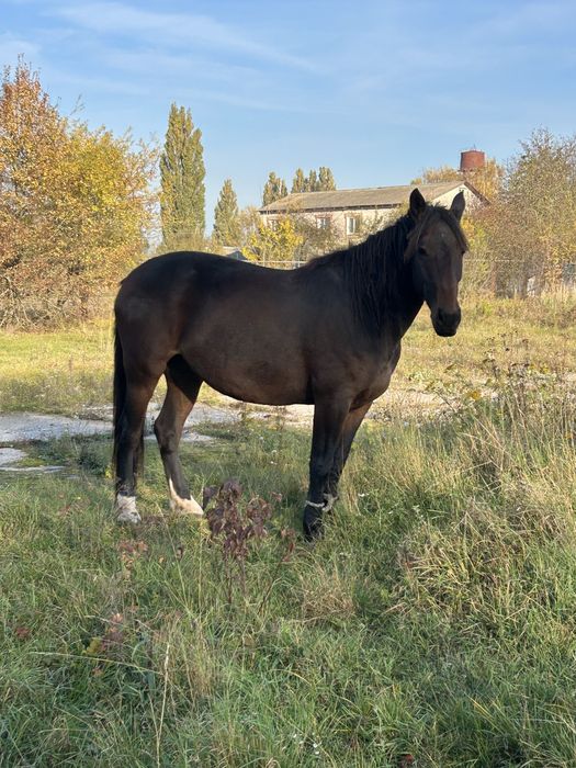 Продам робоччу кобилу спокійну 7 років, жеребна!