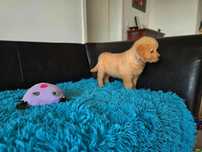 GOLDEN RETRIEVER-złote i ciemnozłote,ZKwP/FCI, amerykański