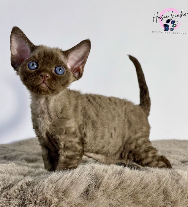 Misio piękny kocurek Devon Rex z HasuNekoPL