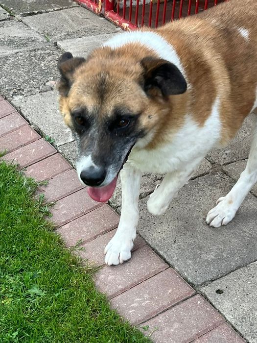 Piękny Rex do adopcji