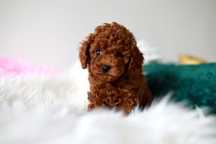 Pudel Toy Piesek RED BROWN Mini xxs