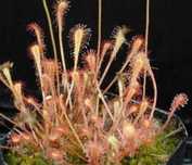 Nasiona rosiczki Drosera spatulata x50 rosiczka Drosera nidiformis x50