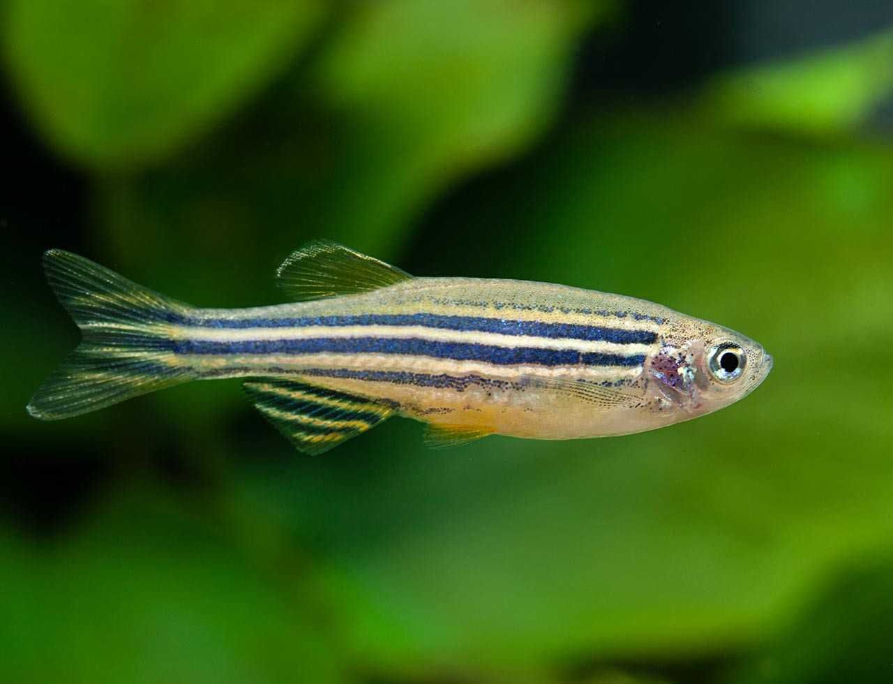 Danio Zebra (Brachydanio Rerio)