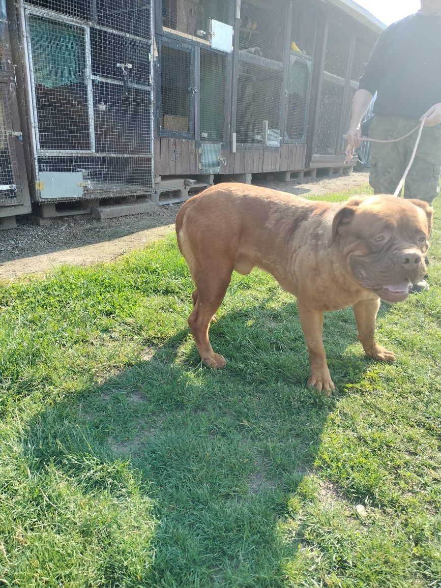 Sprzedam psa dog de bordeaux