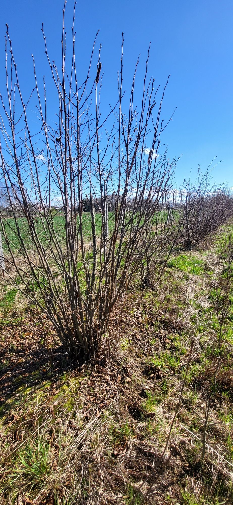 Leszczyna pospolita czerwona /zielona duże okazy 200-300cm