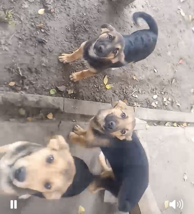 Собачки. Песики. Цуцики. Терміново!!!