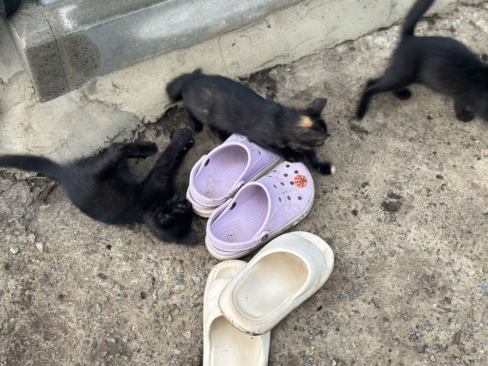 Віддам котиків з винагородою!