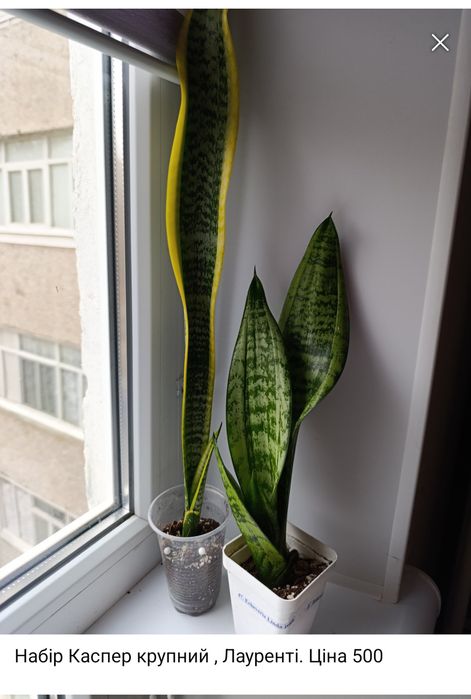 Сансевіерія Філіппіни, Голден ханні, Сільвер Перрот