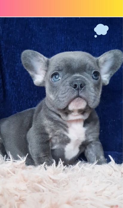 Чудесный малыш мальчик французик голубой