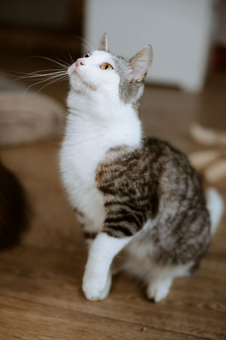 Chętnie wbijemy się do Ciebie na chatę, felv +