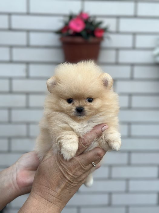 Цуценята Померанського шпіца