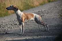 Chart angielski whippet - suczka GAJA ZKwP/FCI
