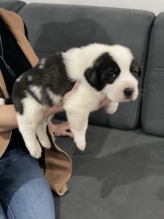 Owczarek srodkowoazjatycki