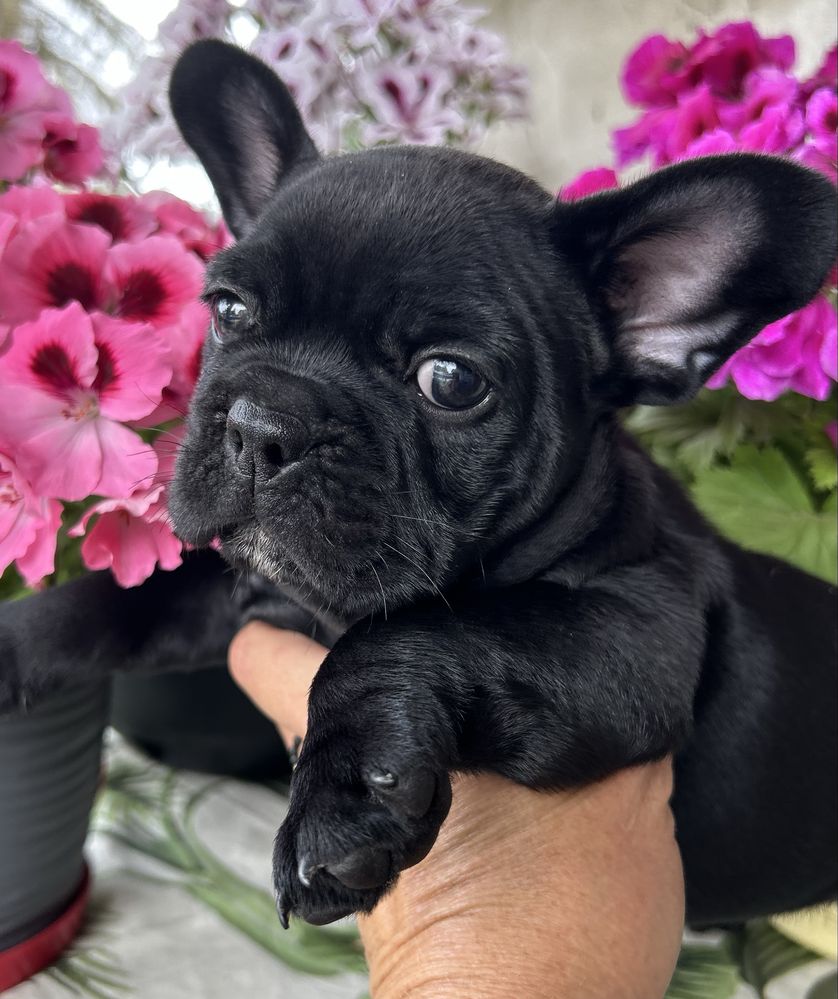 Buldog francuski -chlopczyk