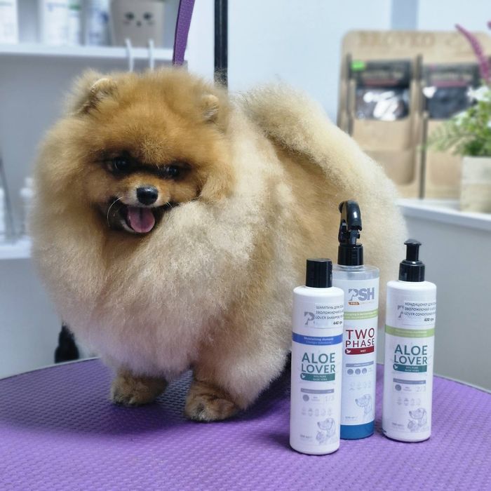 Pomeranian 100%. Orange