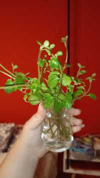 Pepperomia Rotundifolia ukorzenione sadzonki