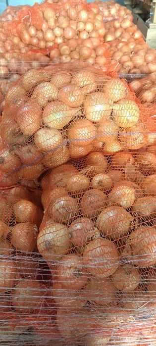 Cebula żółta, ilości tirowe