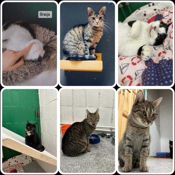 Kotki w różnym wieku do adopcji