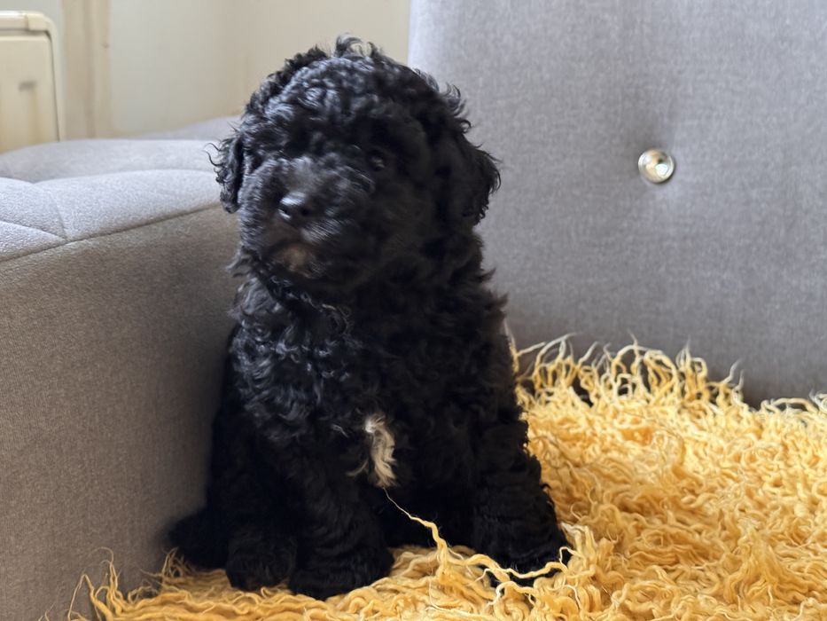 Bichpoo chłopiec gotowy do odbioru