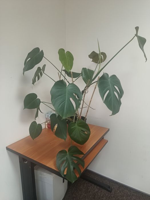 Kwiat Monstera ok.70/80 cm zdrowa piękna zadbana