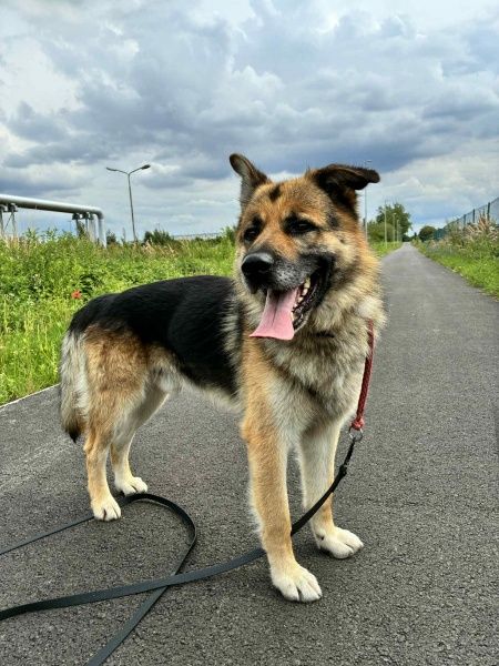 Shiro do adopcji!