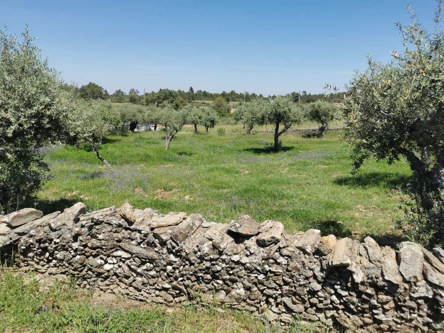 Venda terreno Retaxo - Castelo Branco
