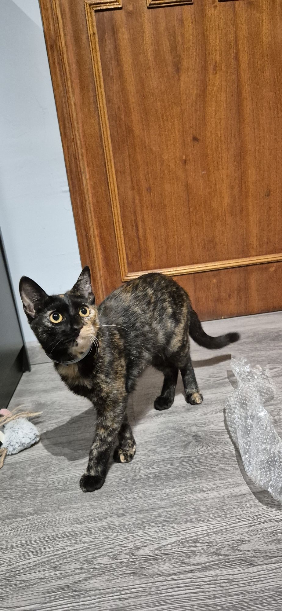 Dá-se gata com 5meses
