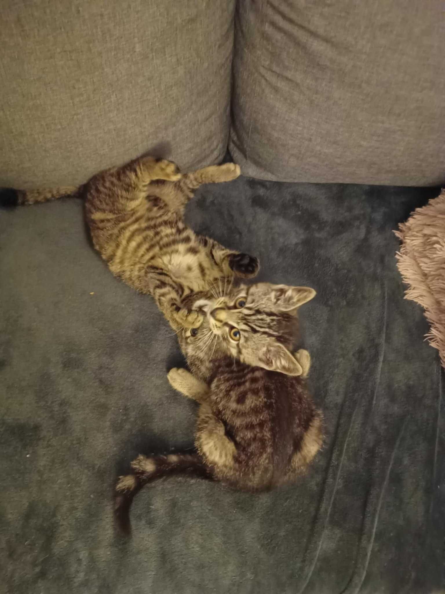 Oddam w dobre ręce dwa urocze kotki