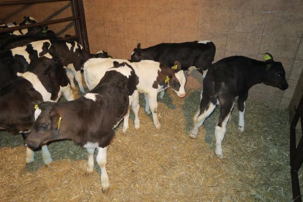 Byczki i jałówki mięsne NCB cielaki cielęta byki sprzedaż cieląt