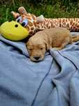 Goldendoodle f1 sunia