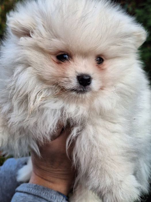 Szpic miniaturowy pomeranian